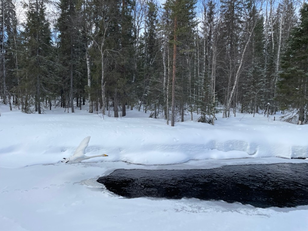 Turskidor vid Abramsån 6/4&nbsp;2024
